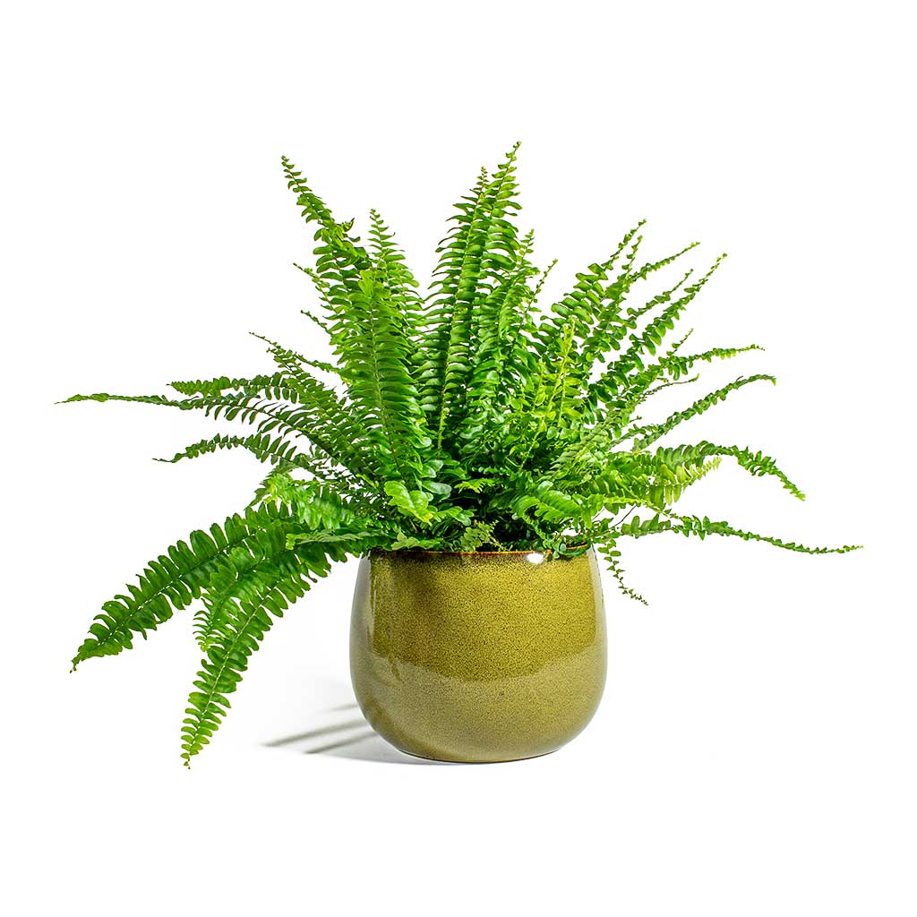 Nephrolepis exaltata Bostoniensis Boston Fern & Odile Moss Plant Pot