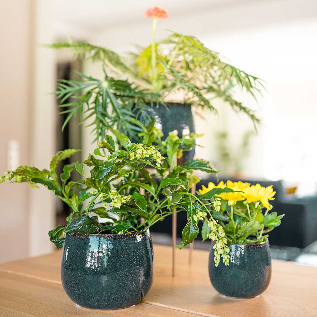 Odile Plant Pot Petrol & Houseplants