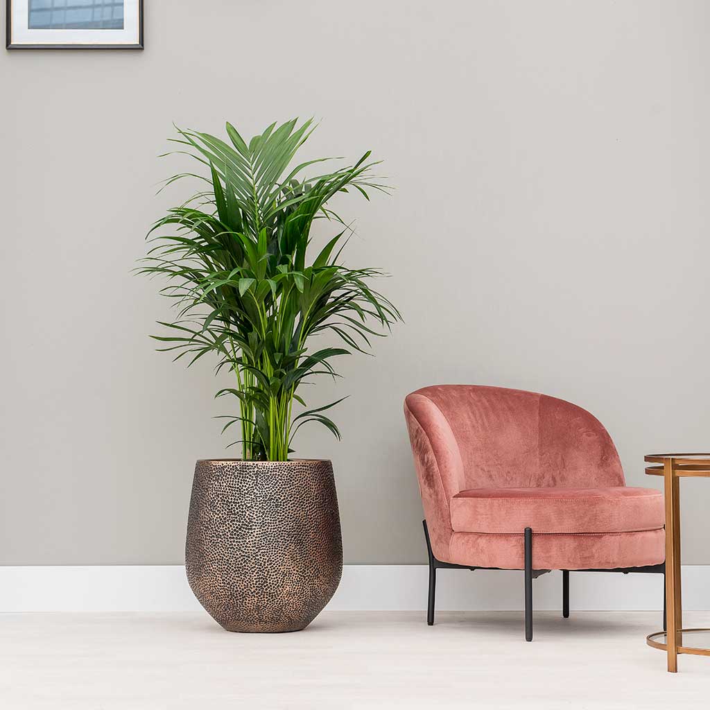 Opus Hit Darcy Planter Gold & Kentia Palm Indoor Plant