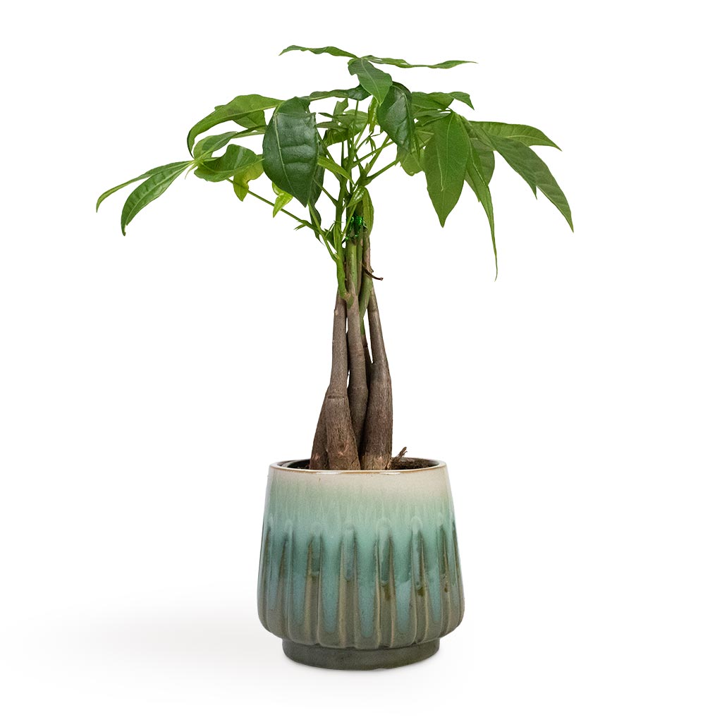 Pachira aquatica - Money Tree & Alice Plant Pot - Ocean