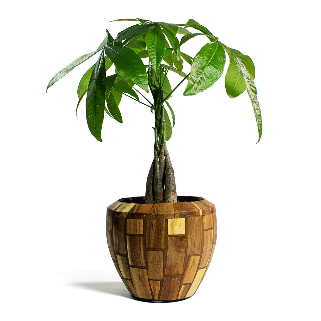 Pachira aquatica Money Tree with Facets Couple Planter Jenga