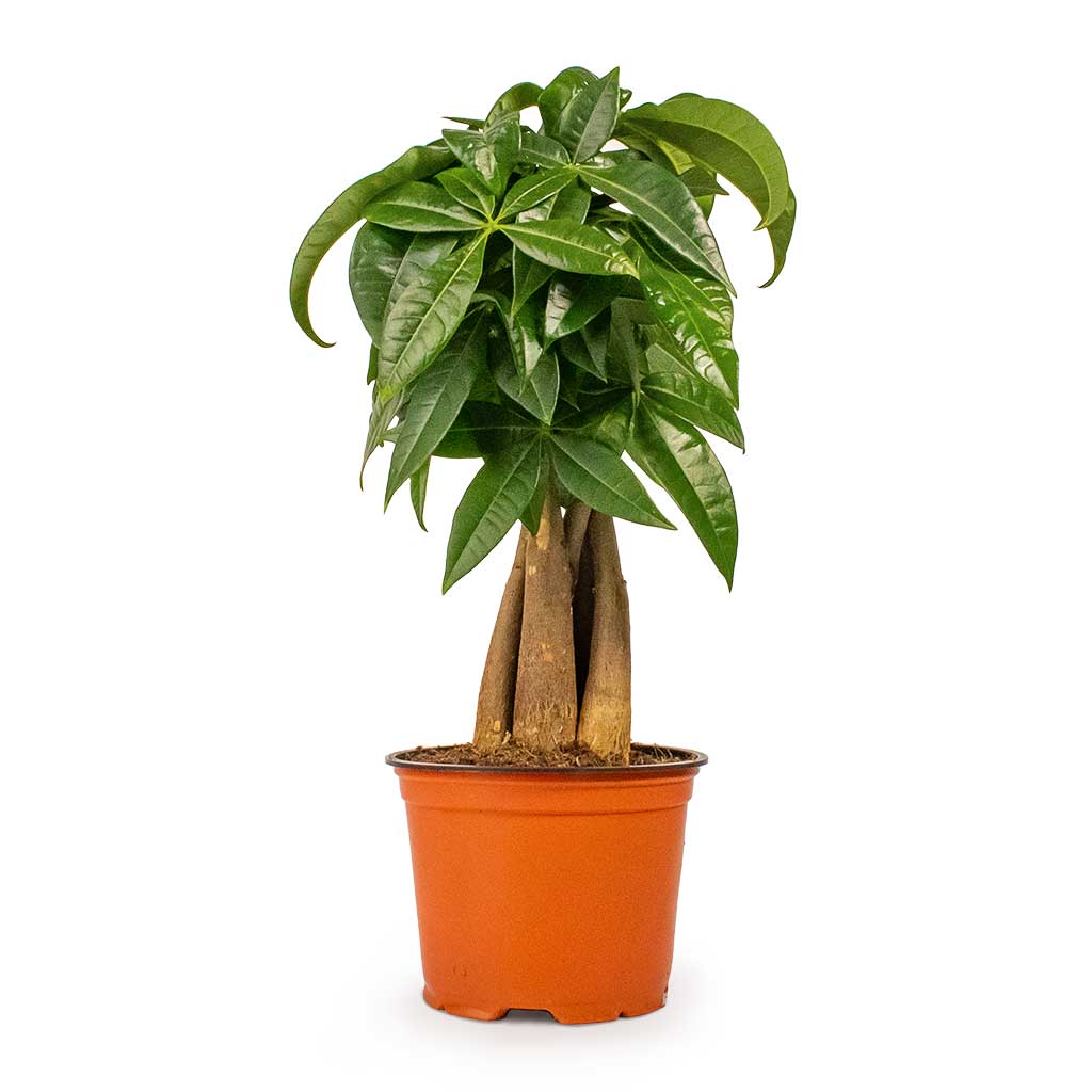 Pachira aquatica Money Tree Houseplant Small