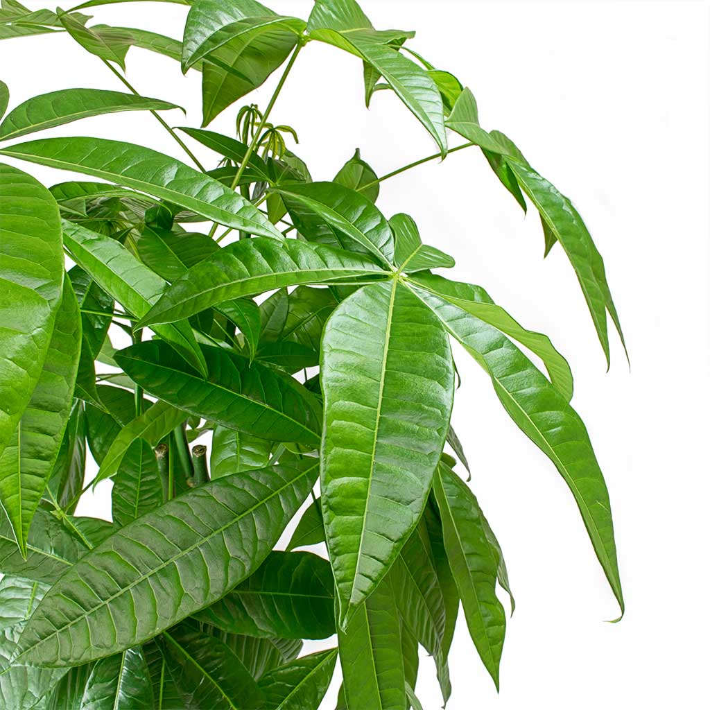 Pachira aquatica Money Tree Leaves
