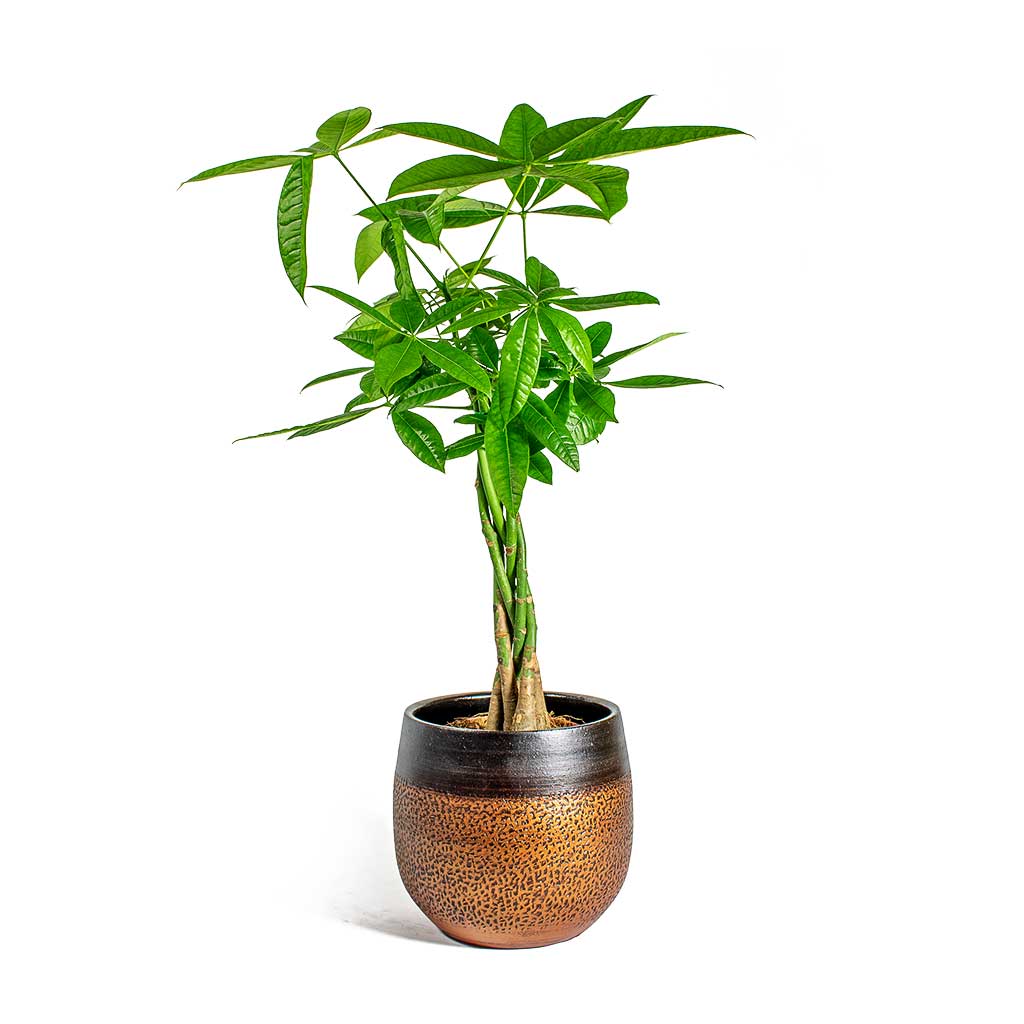 Pachira aquatica Money Tree & Mya Plant Pot - Shiny Mocha