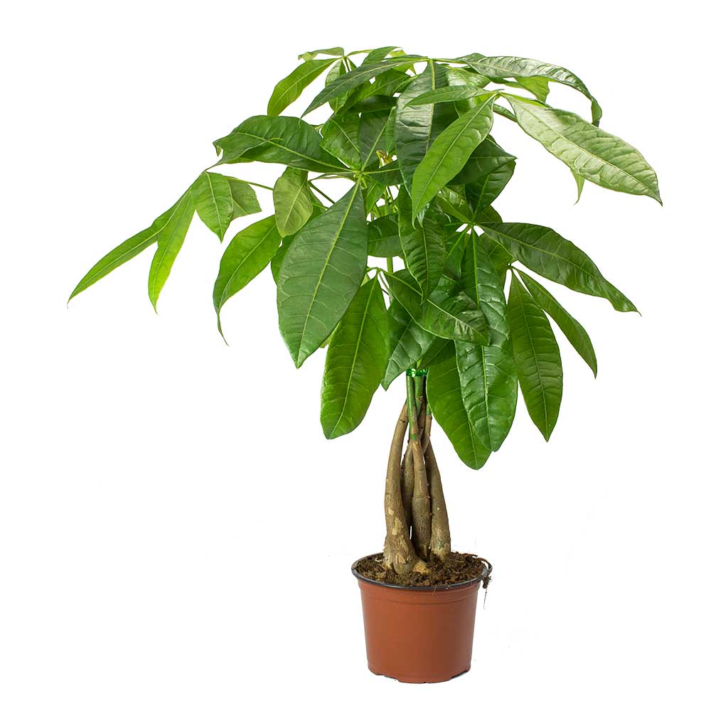 Pachira aquatica - Money Tree 45cm