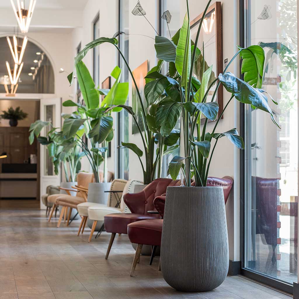 Patt High Plant Vase Ridged - Dark Grey & Strelitzia Houseplant