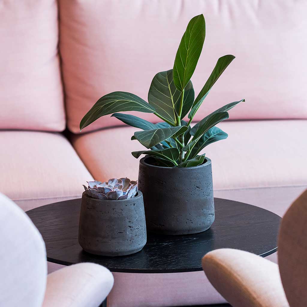 Patt Plant Pot - Black Washed & Houseplants