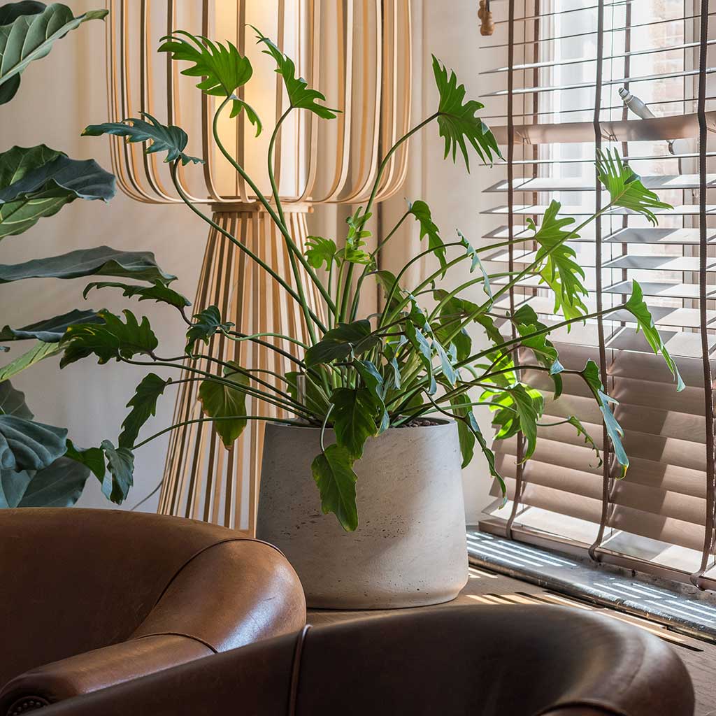 Patt Plant Pot - Grey Washed & Xanadu Houseplant