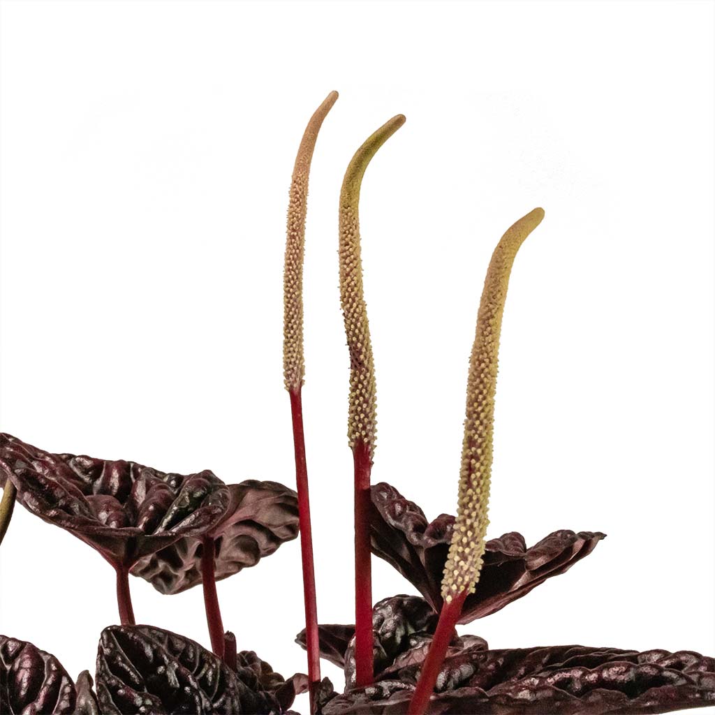 Peperomia Caperata Red Luna Houseplant Flowers