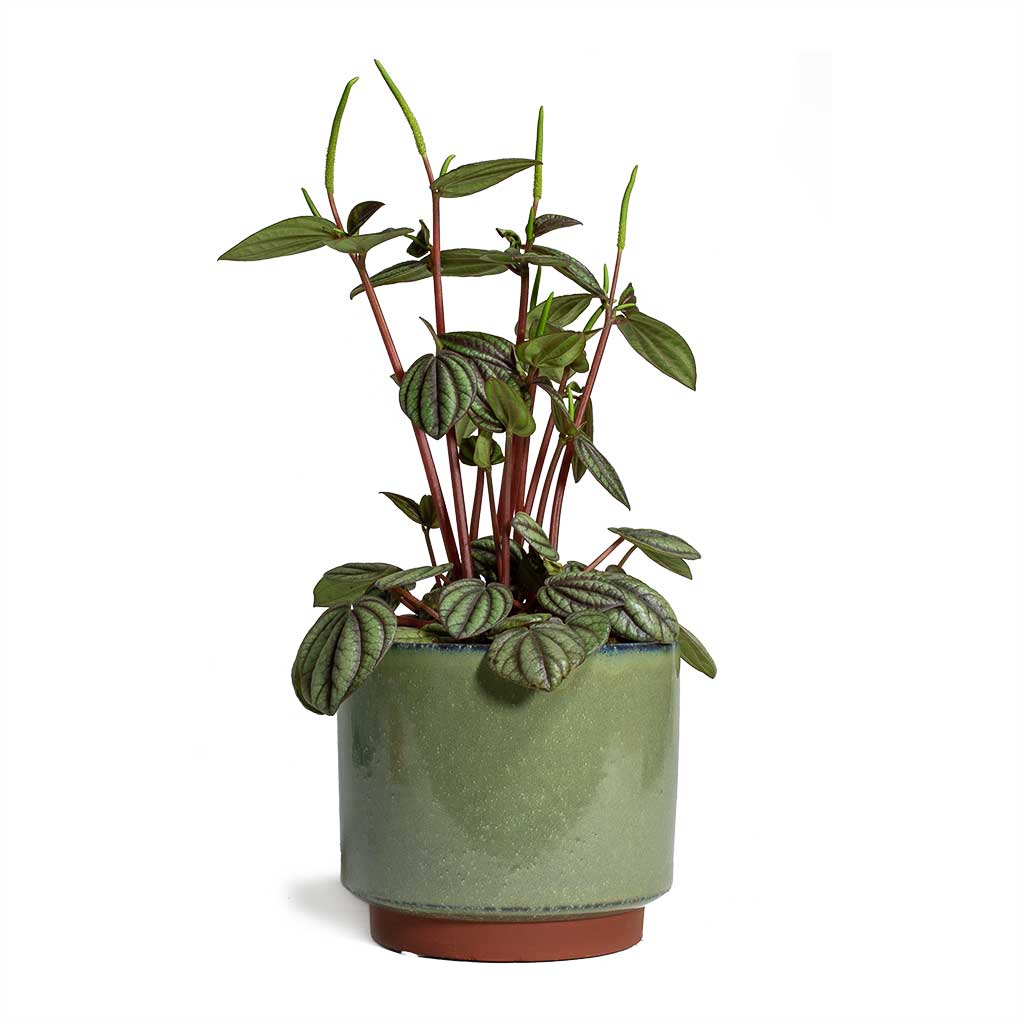 Malibu Plant Pot - Green & Piccolo Banda