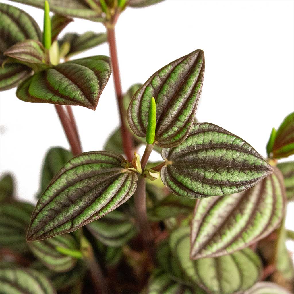 Peperomia Piccolo Banda Houseplant Close Up