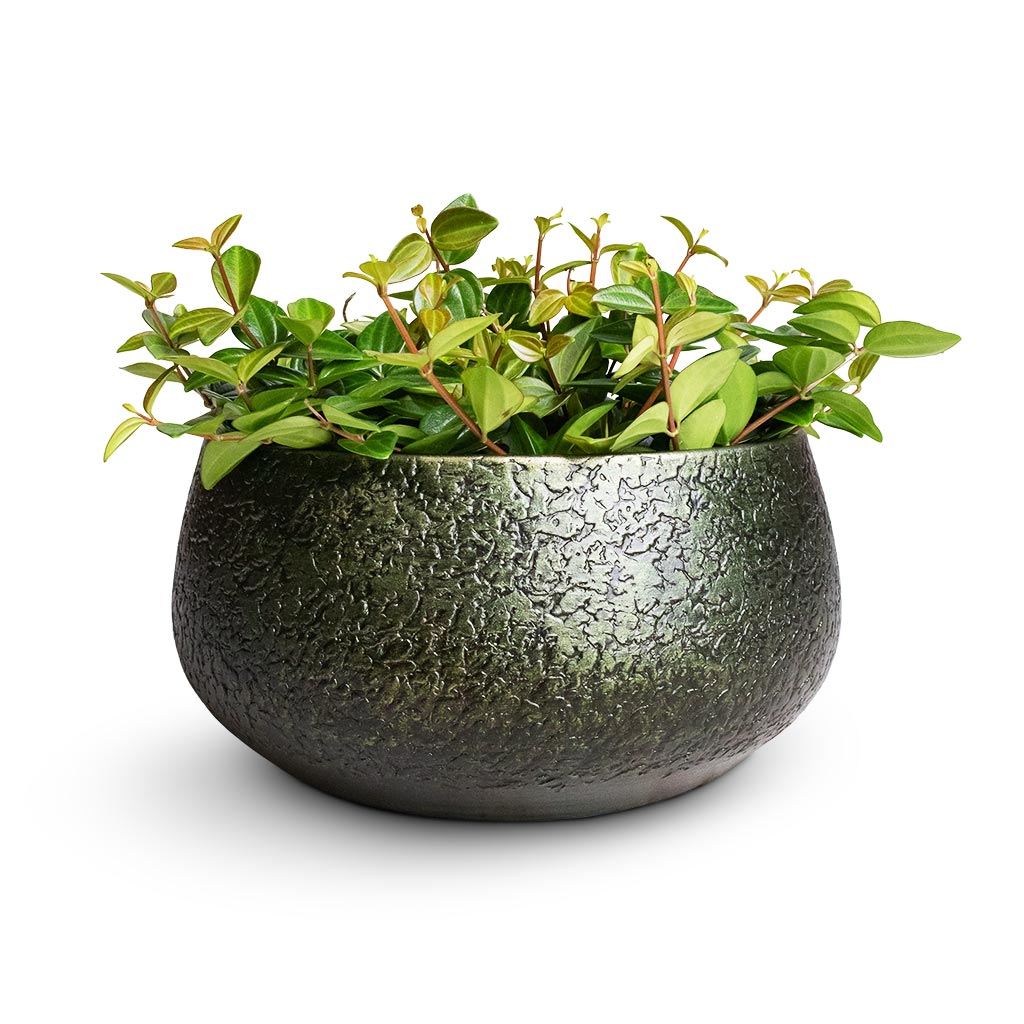 Peperomia angulata rocca scuro - Dark Green Beetle Radiator Plant & Noor Plant Bowl - Velvet Green