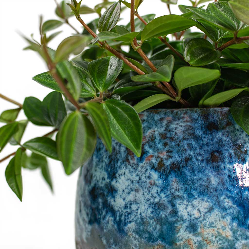 Peperomia angulata rocca scuro Dark Green Beetle Radiator Plant & Lindy Plant Pot Sky Blue