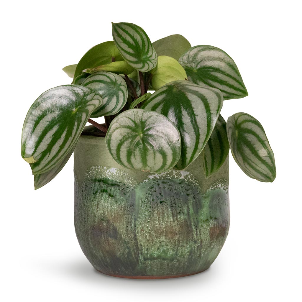Peperomia argyreia - Watermelon Peperomia Houseplant & Moon Plant Pot - Jungle