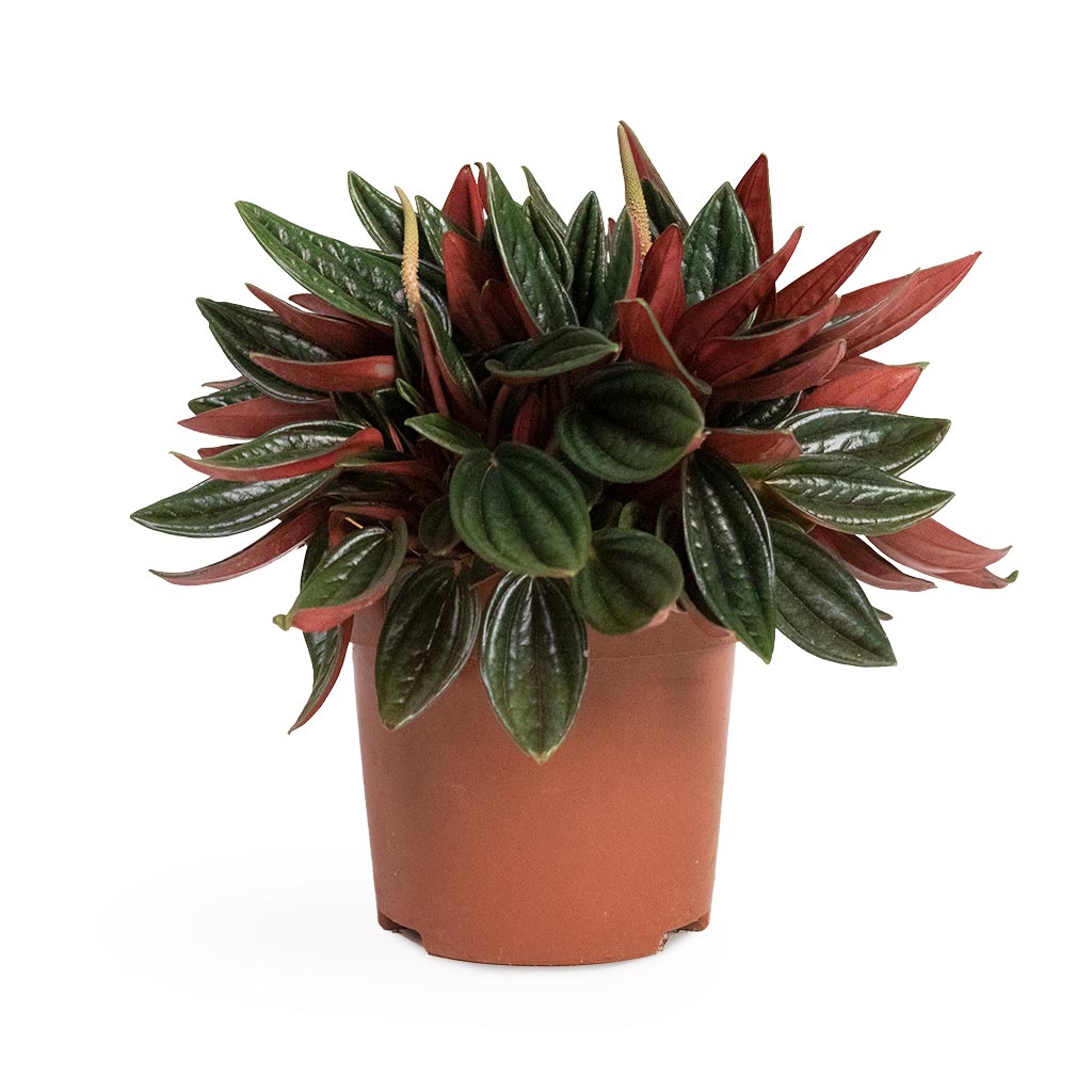 Peperomia caperata Rosso