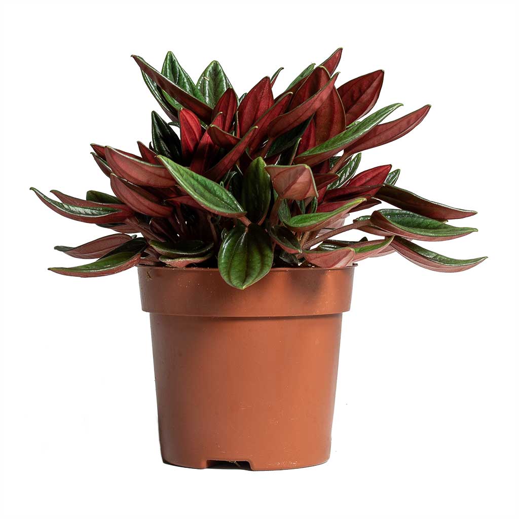 Peperomia caperata Rosso Houseplant 10.5x15cm