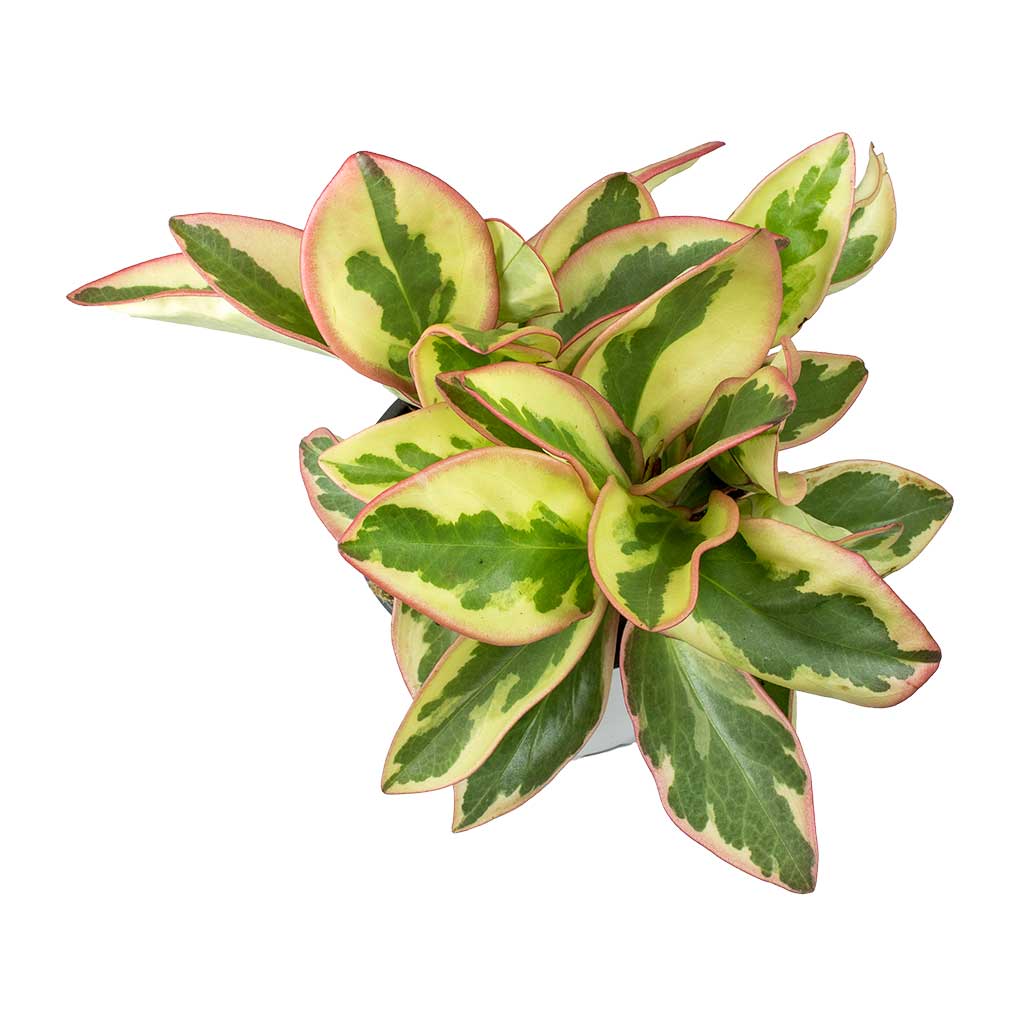 Peperomia clusiifolia Jelly - Variegated Red Edged Radiator Plant Leaves