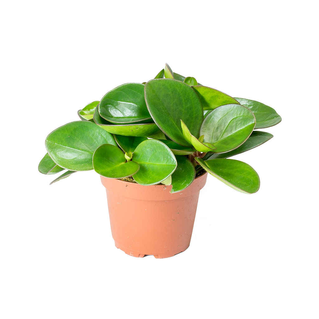 Peperomia clusiifolia Red Margin - Red Edged Radiator Plant 20cm