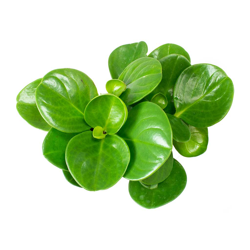 Peperomia obtusifolia Green - Baby Rubber Plant Leaves