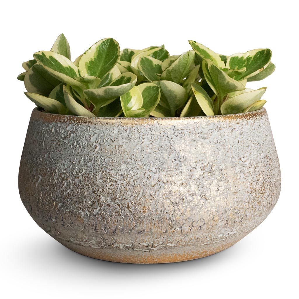 Noor Plant Bowl - Metallic Grey & 3 x Peperomia obtusifolia Obtipan Bicolor