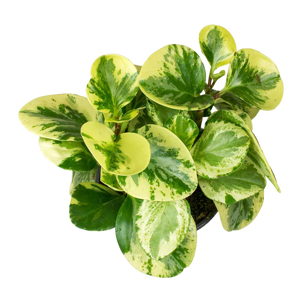 Peperomia obtusifolia Variegata - Variegated Baby Rubber Plant Leaves