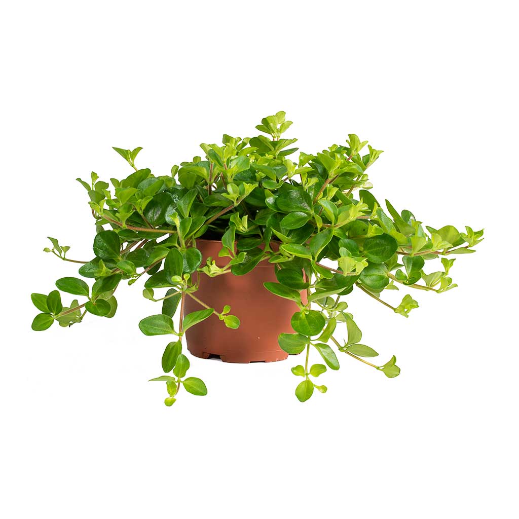 Peperomia rotundifolia Trailing Jade Plant