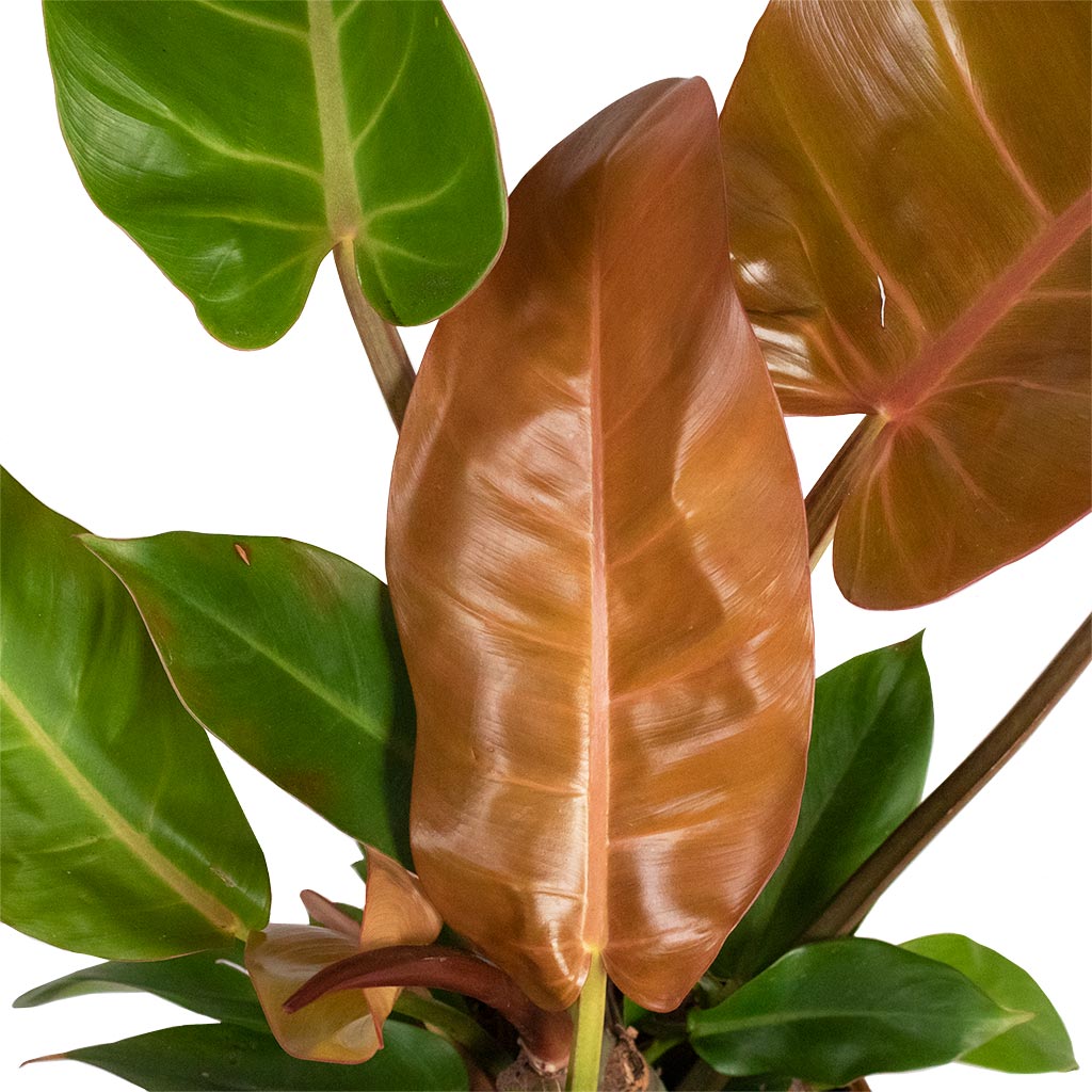 Philodendron Prince of Orange Leaf Centre
