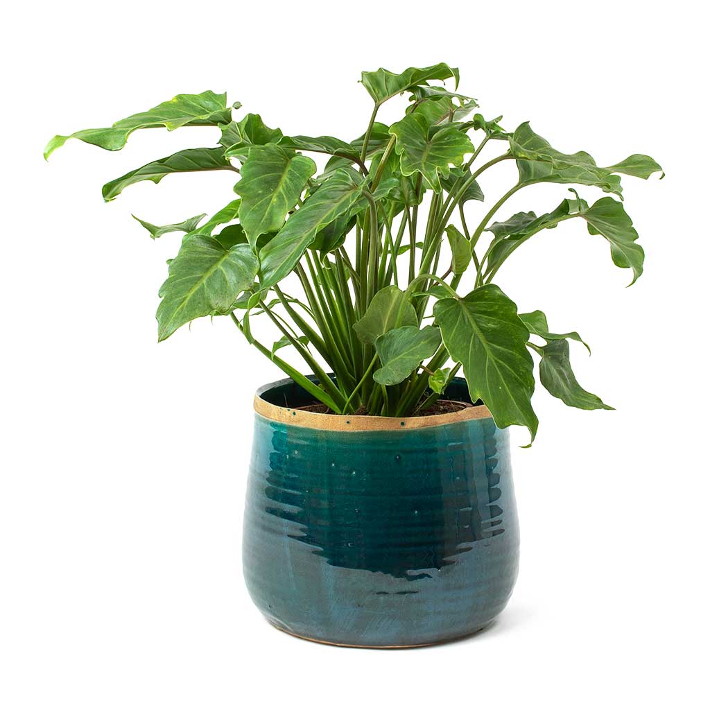 Philodendron Winterbourn - Xanadu Philodendron & Iris Plant Pot Turquoise