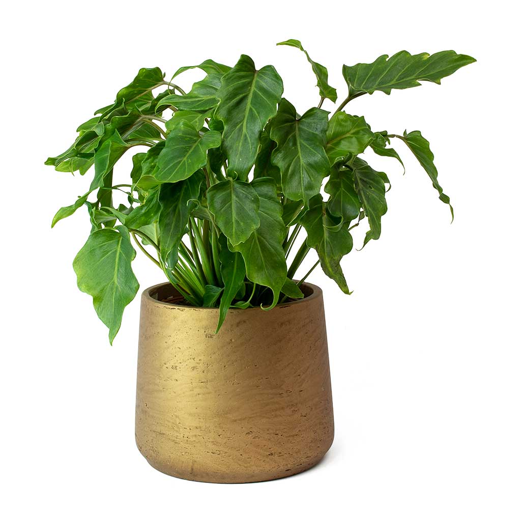 Philodendron Winterbourn - Xanadu Philodendron & Copper Patt Plant Pot