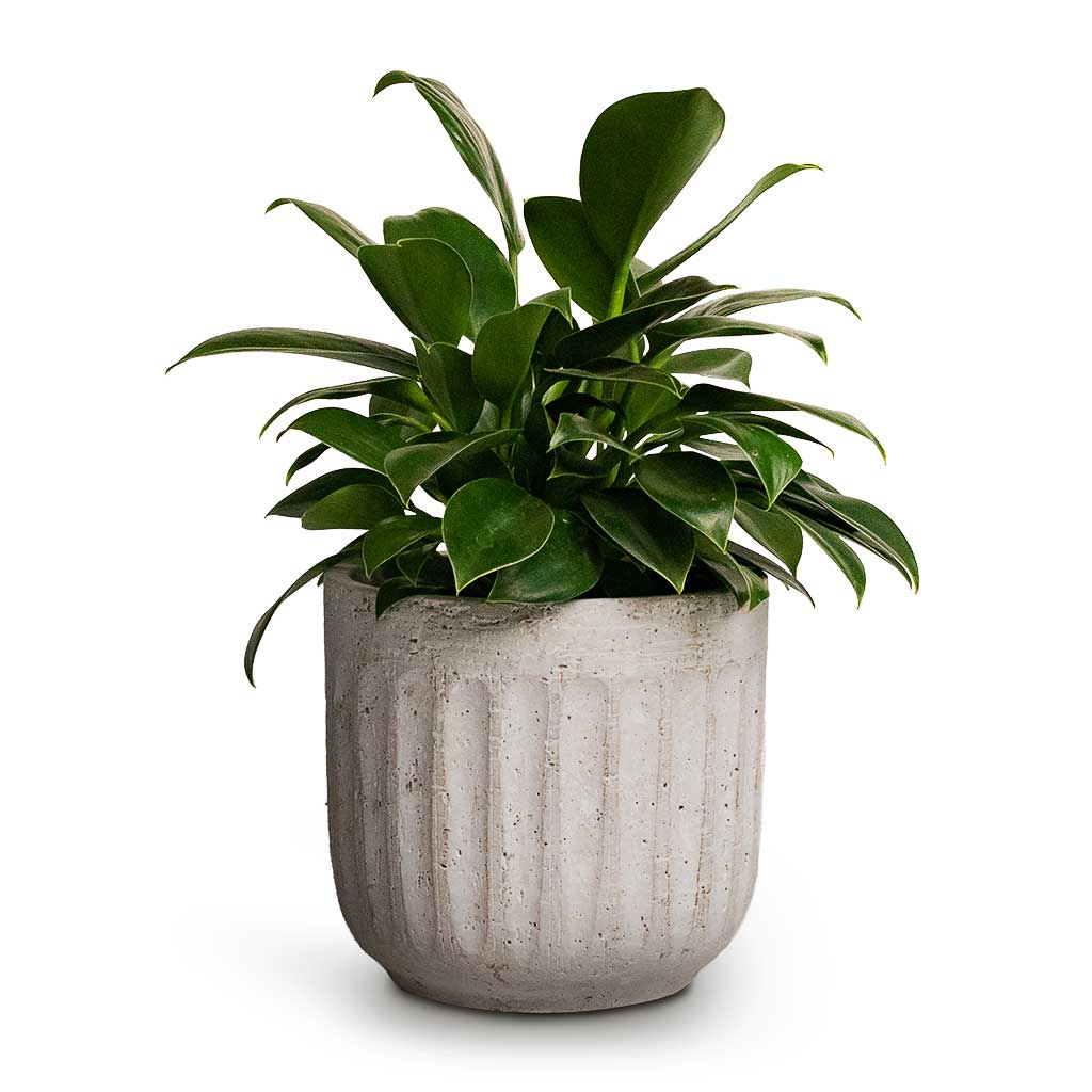 Philodendron erubescens Green Princess & Duncan Plant Pot Cement