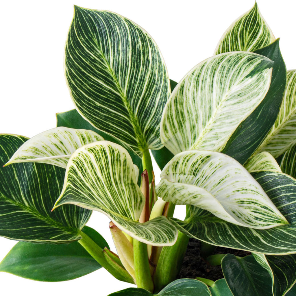 Philodendron Birkin - White Wave inside