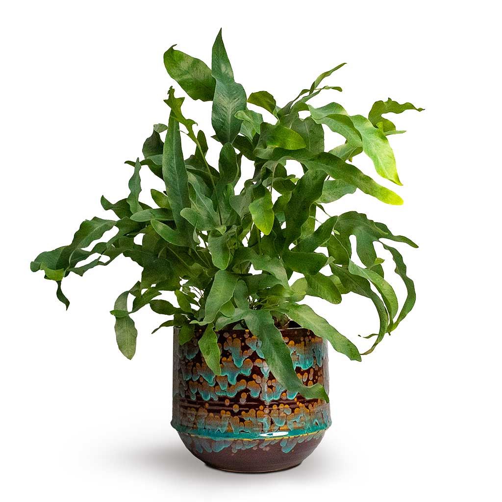 Phlebodium Blue Star Blue Star Fern & Noud Plant Pot - Marrakesh