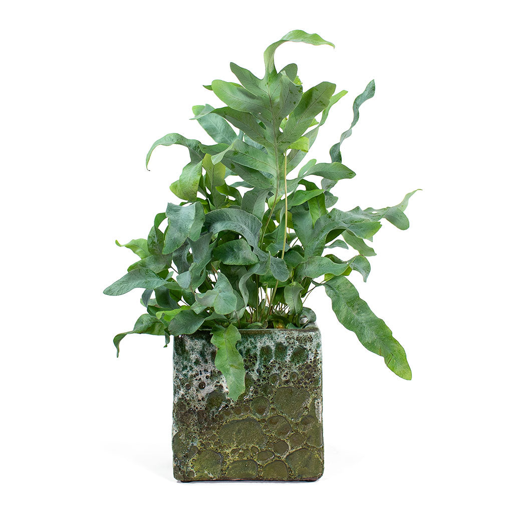 Phlebodium Blue Star Blue Star Fern with Lava Cube Relic Planter Jade