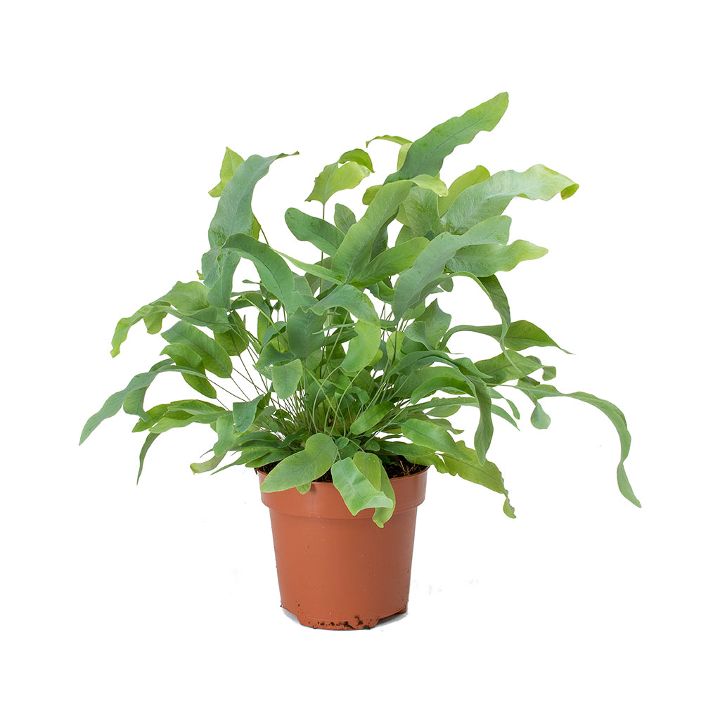 Phlebodium Blue Star - Blue Star Fern 30cm