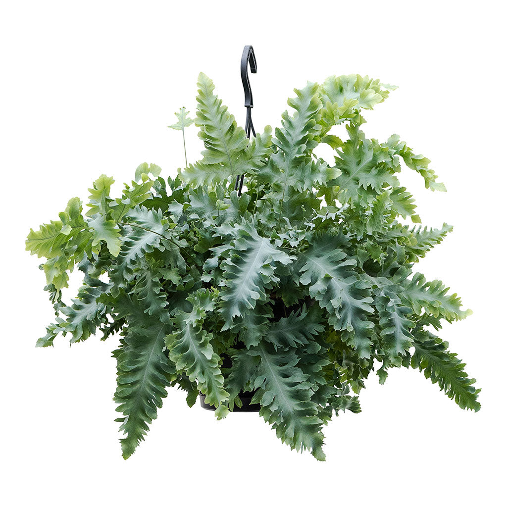 Phlebodium davana Blue Star Fern Hanging Plant