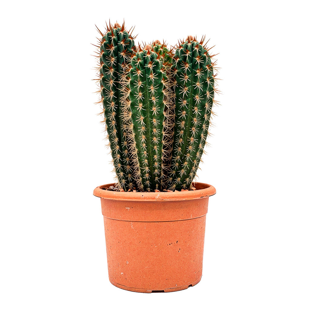 Pilocereus gounellei - Xique-Xique Cactus 45cm