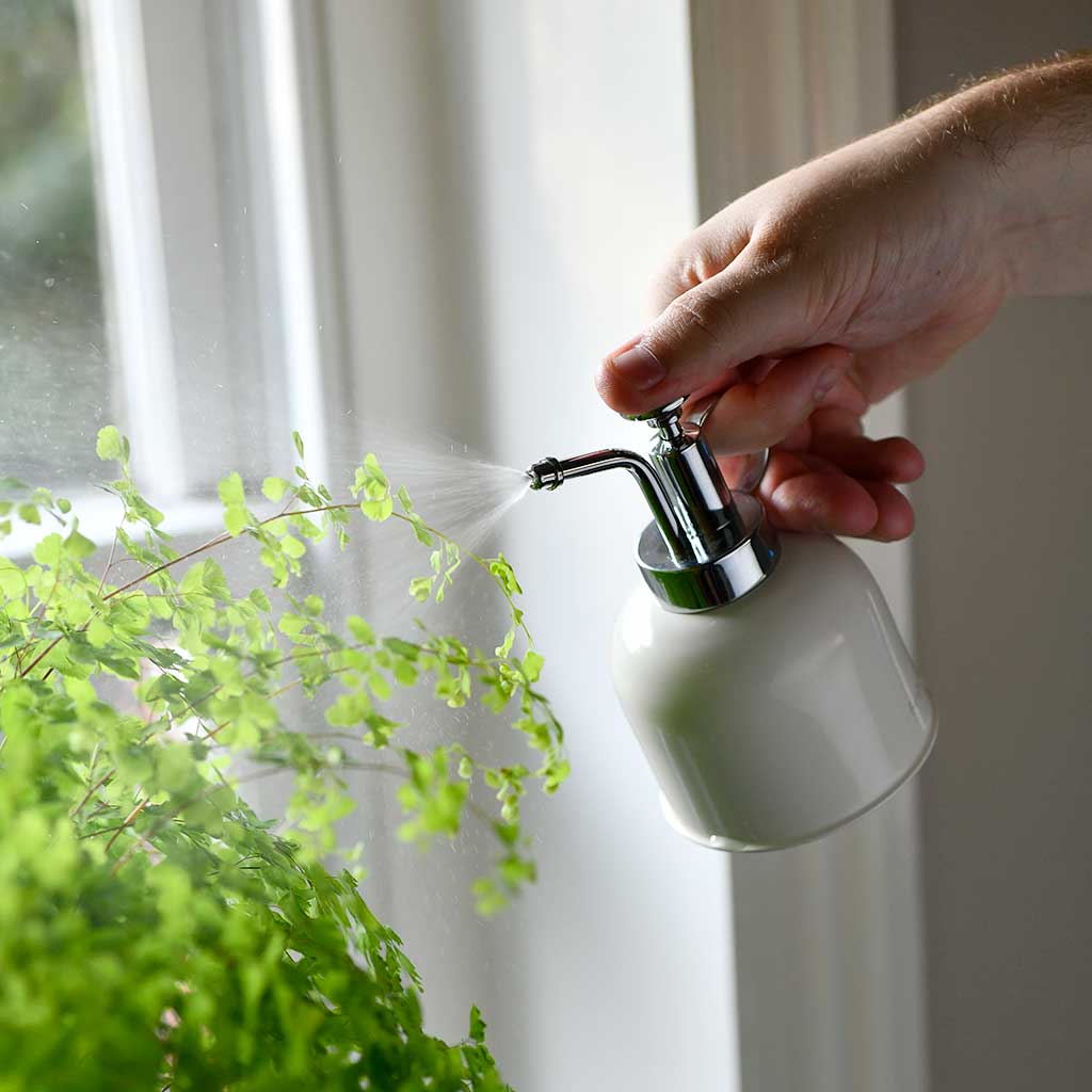 Plant Mister Stone & Houseplants