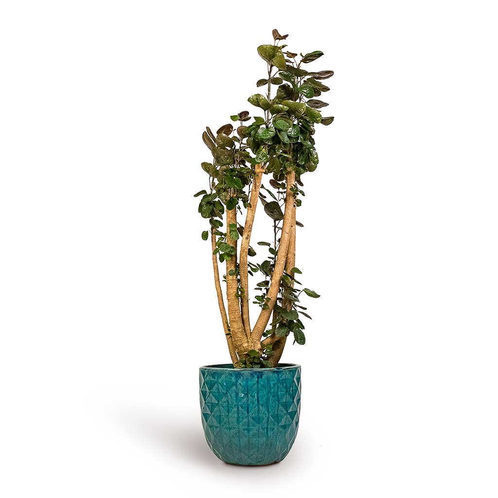 Polyscias Fabian Aralia Fabian Indoor Plant & Felix Planters Ocean Blue