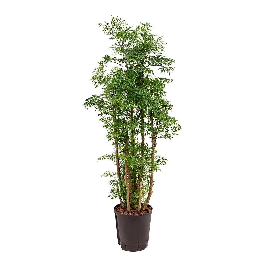 Polyscias Ming - Aralia - Hydroculture