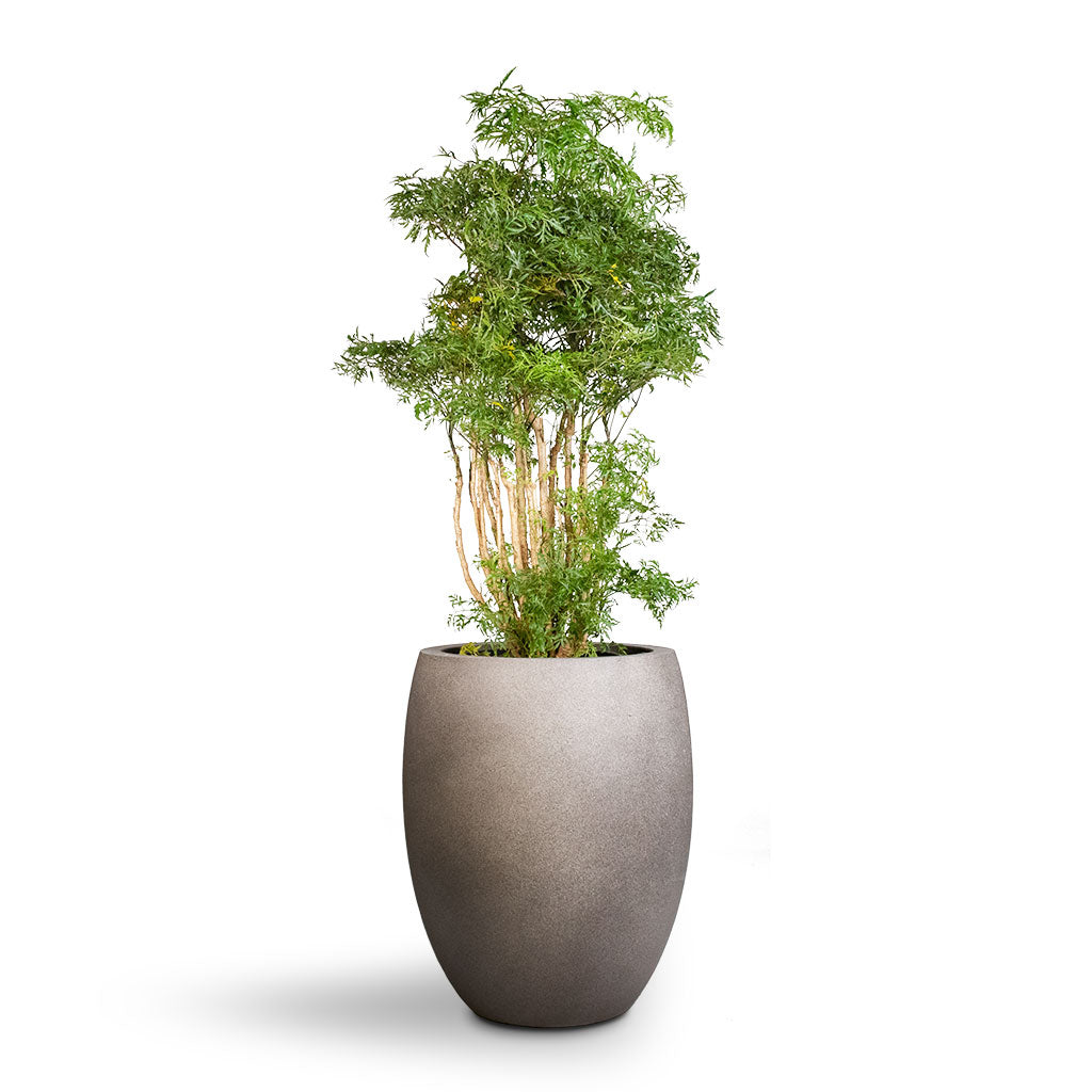 Grigio Tall Balloon Planter - Natural Concrete & Polyscias Aralia Ming