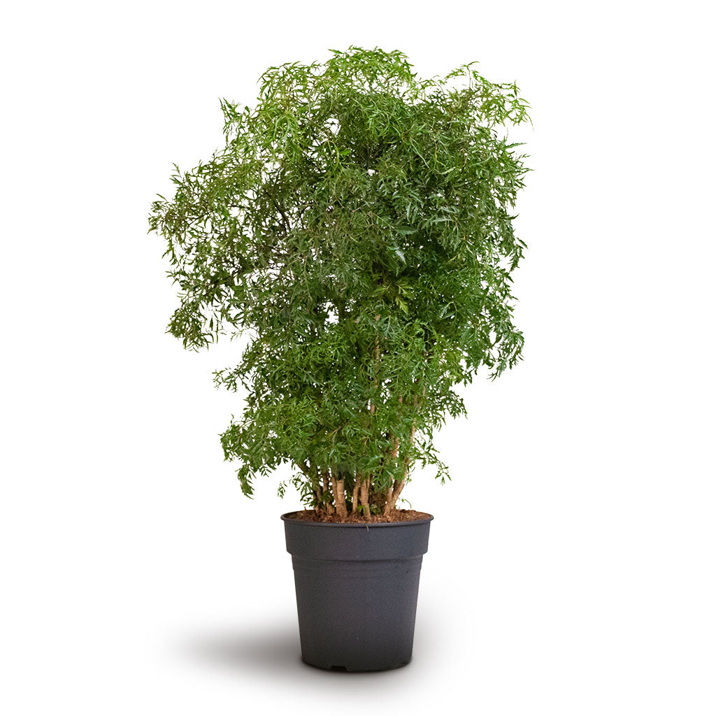 Polyscias Ming - Aralia Ming - Bushy Houseplant