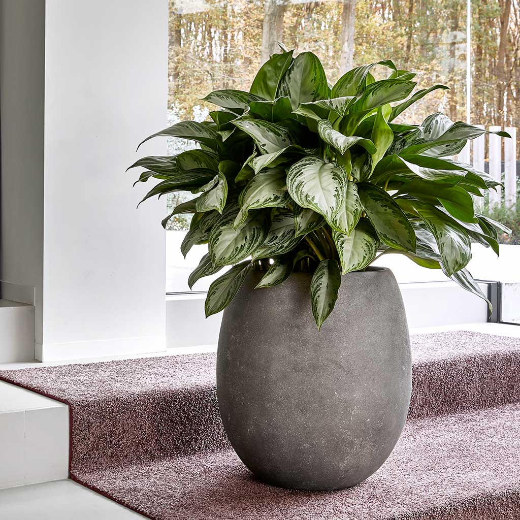 Polystone Coated Plain Balloon Planter Raw Grey Lifestyle