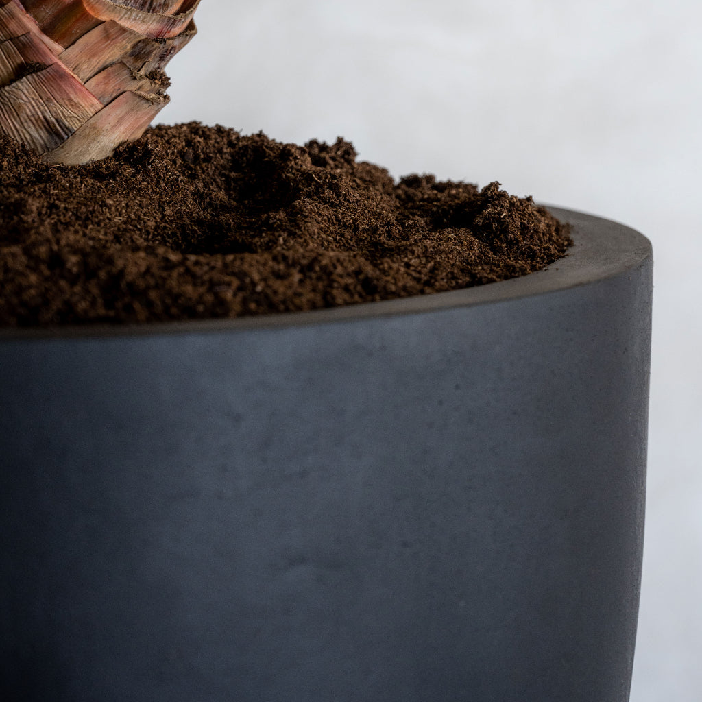 Jesslyn Natural Planter - Black Close Up Soil