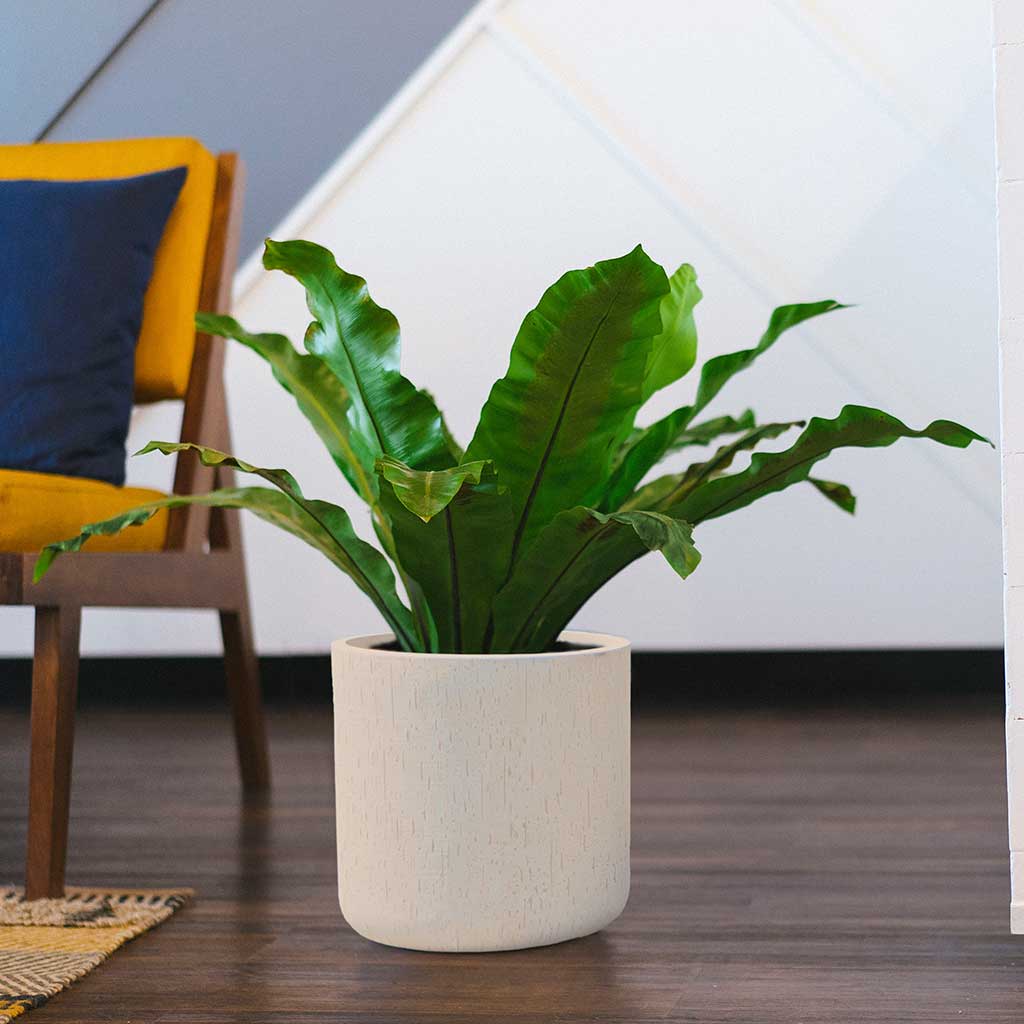 Raindrop Round Planter - Stone - Indoor Planter