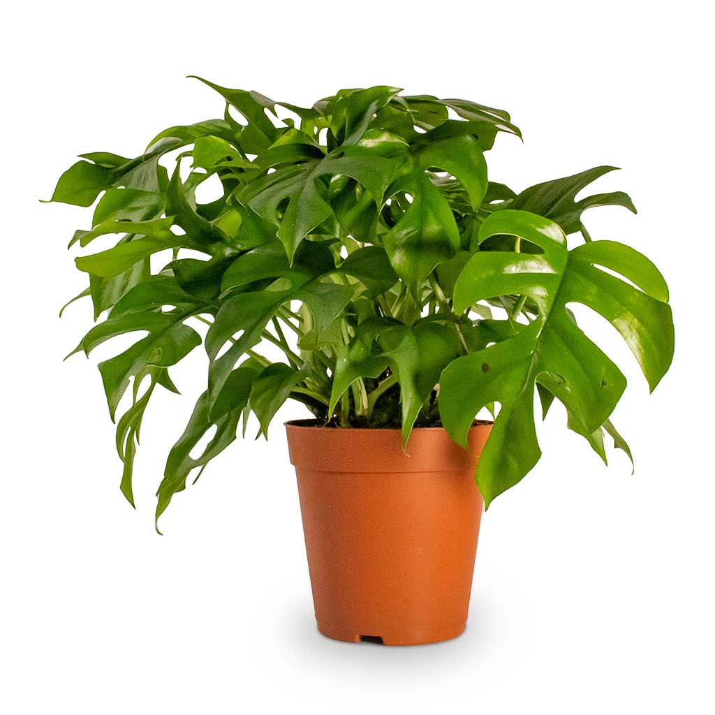 Rhaphidophora tetrasperma Monstera minima Houseplant Medium