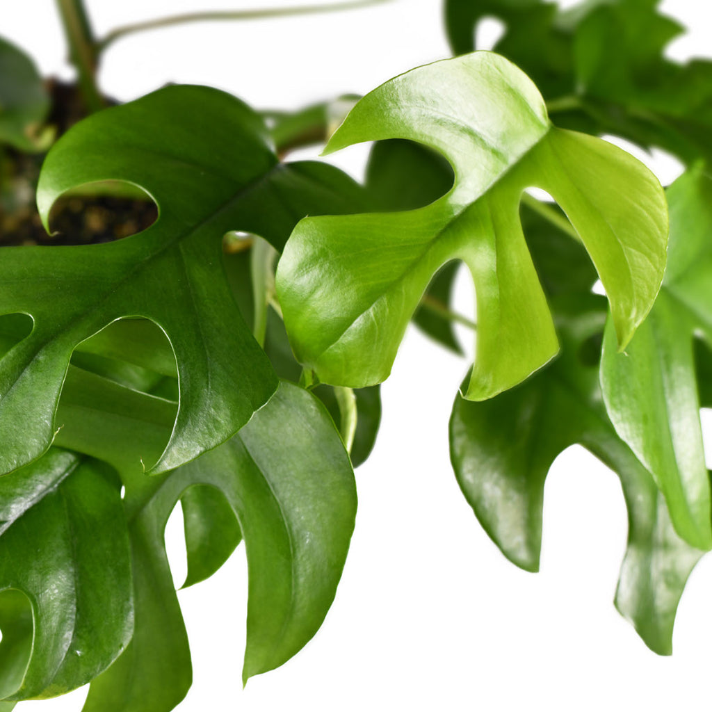 Rhaphidophora tetrasperma - Monstera minima Leaves