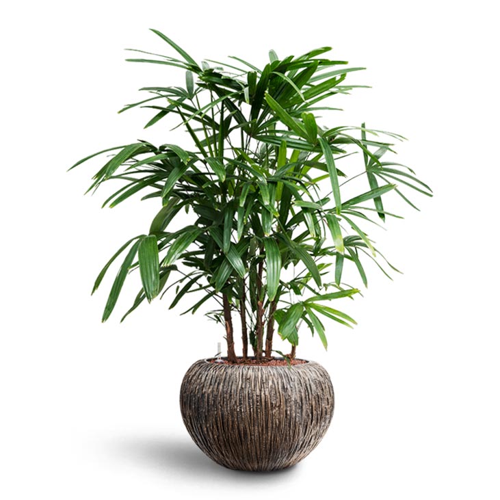 Rhapis excelsa - Lady Palm - Hydroculture Luxe Lite Waterfall Globe Planter - Bronze
