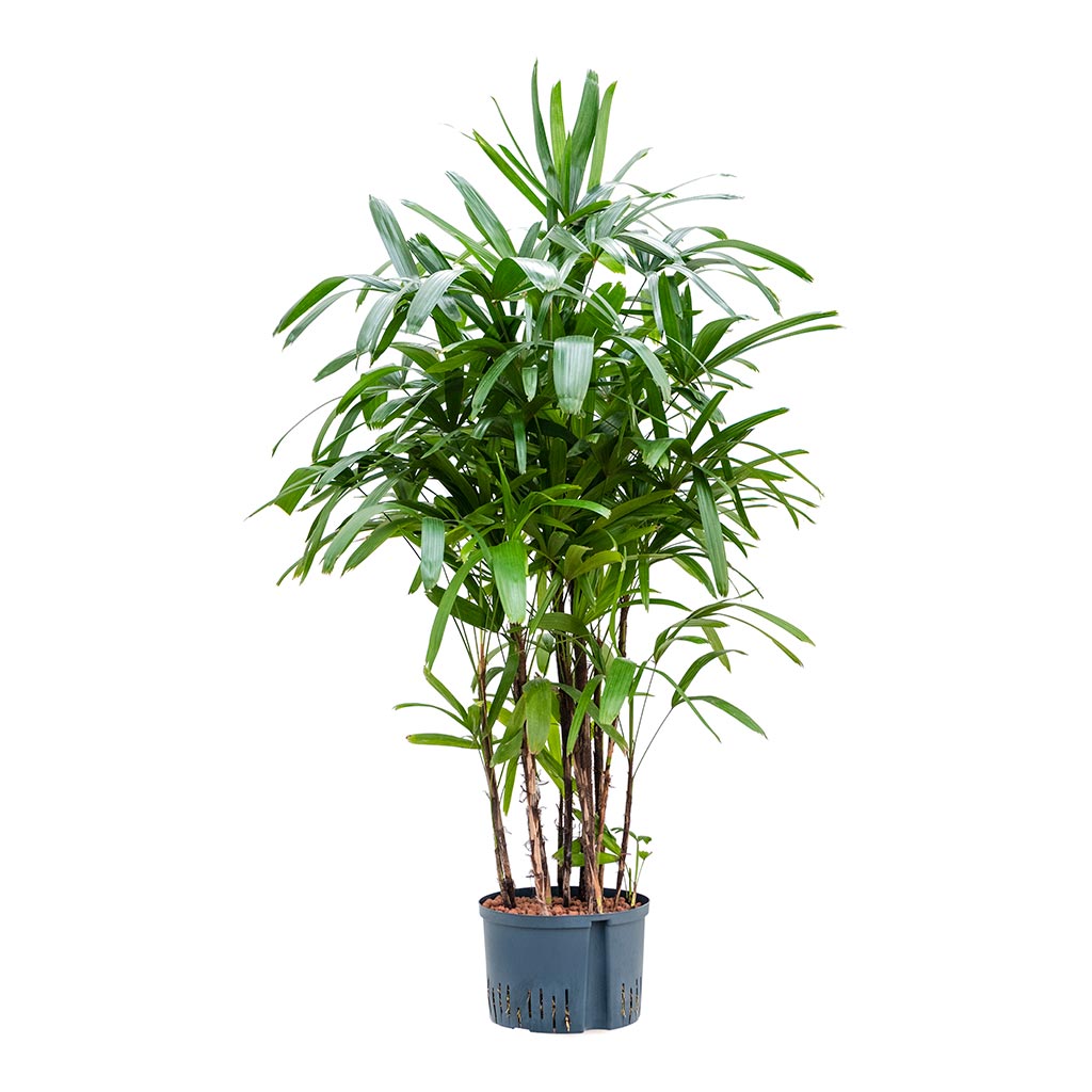 Rhapis excelsa - Lady Palm - Hydroculture - 28/19 x 150cm