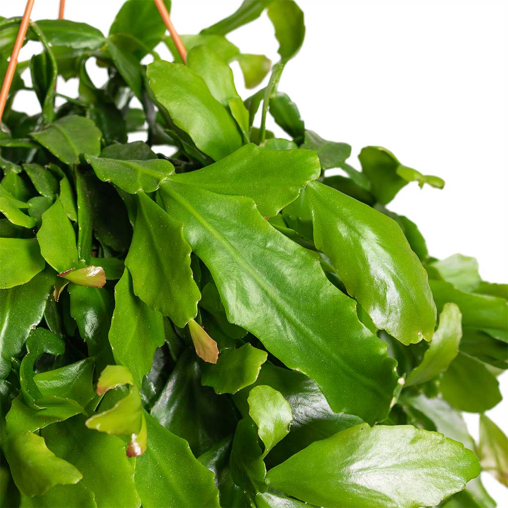 Rhipsalis Crispata Mistletoe Cactus Close-Up