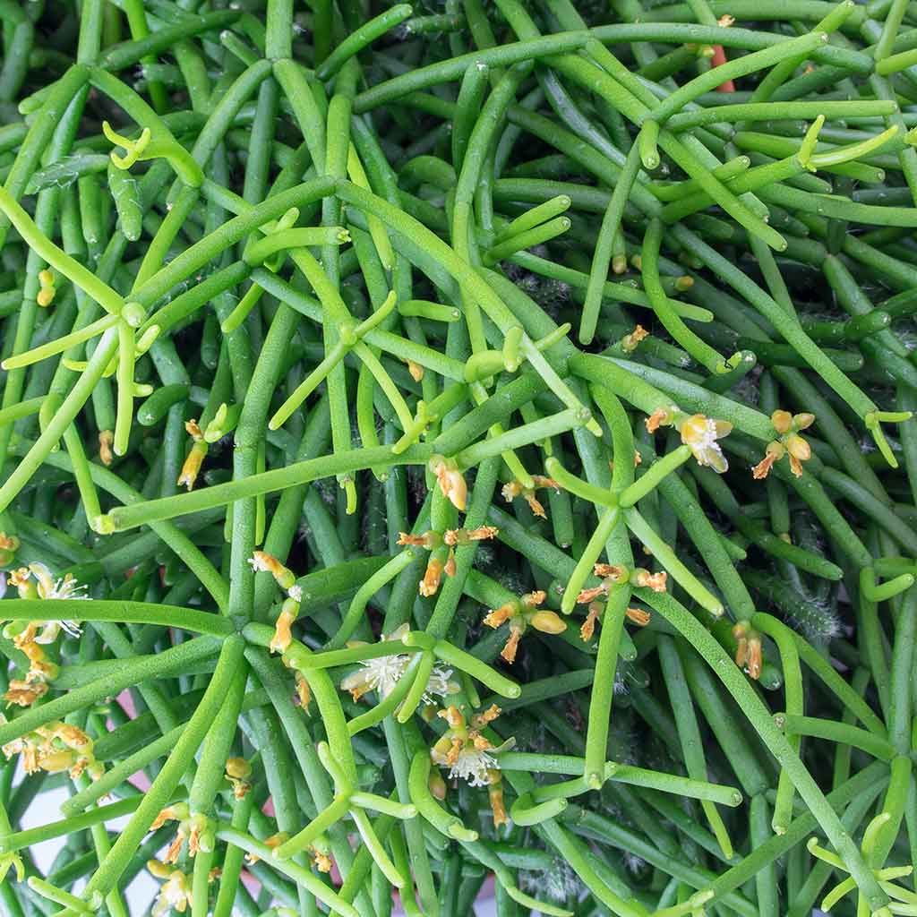 Rhipsalis heteroclada - Mistletoe Cactus Leaves